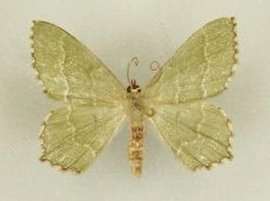 kleine zomervlinder, Hemithea aestivaria, museum.jpg